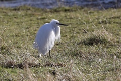 Egretta garzetta