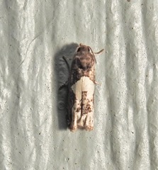 Epiblema otiosana