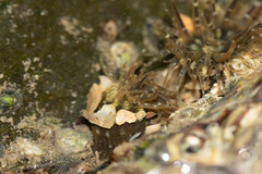 Anthopleura handi
