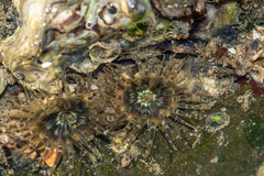 Anthopleura handi