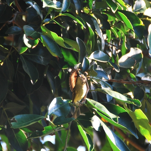 Sepia-capped Flycatcher