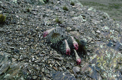 Echinopsis mamillosa