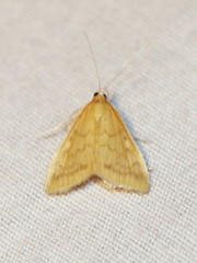 Ostrinia nubilalis