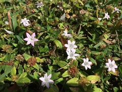 Richardia grandiflora