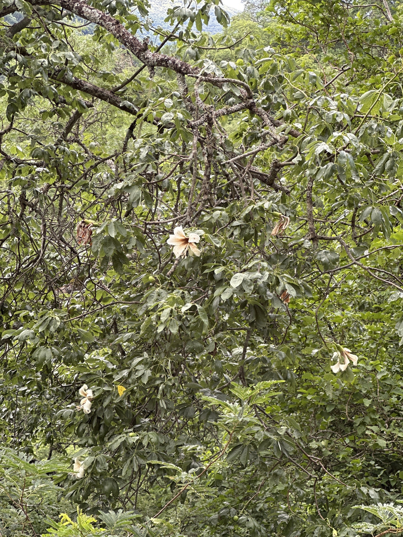 Ceiba guarani Catari, Drawert & A.A.Angulo 4