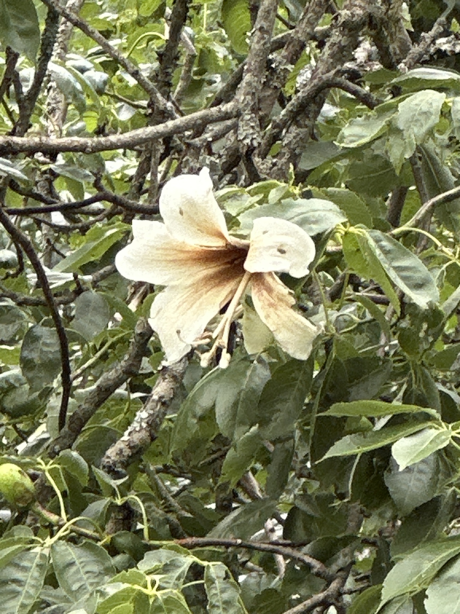 Ceiba guarani Catari, Drawert & A.A.Angulo 3