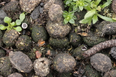 Pseudombrophila hepatica