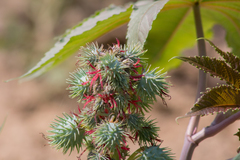 Ricinus communis