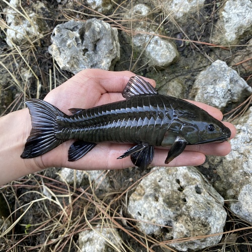 Hoplosternum littorale (Hancock, 1828)