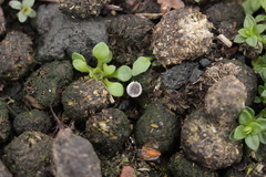 Pseudombrophila hepatica