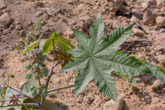 Ricinus communis