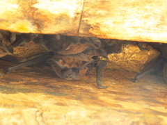 Nyctinomops laticaudatus