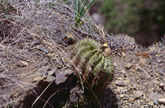 Echinopsis mamillosa