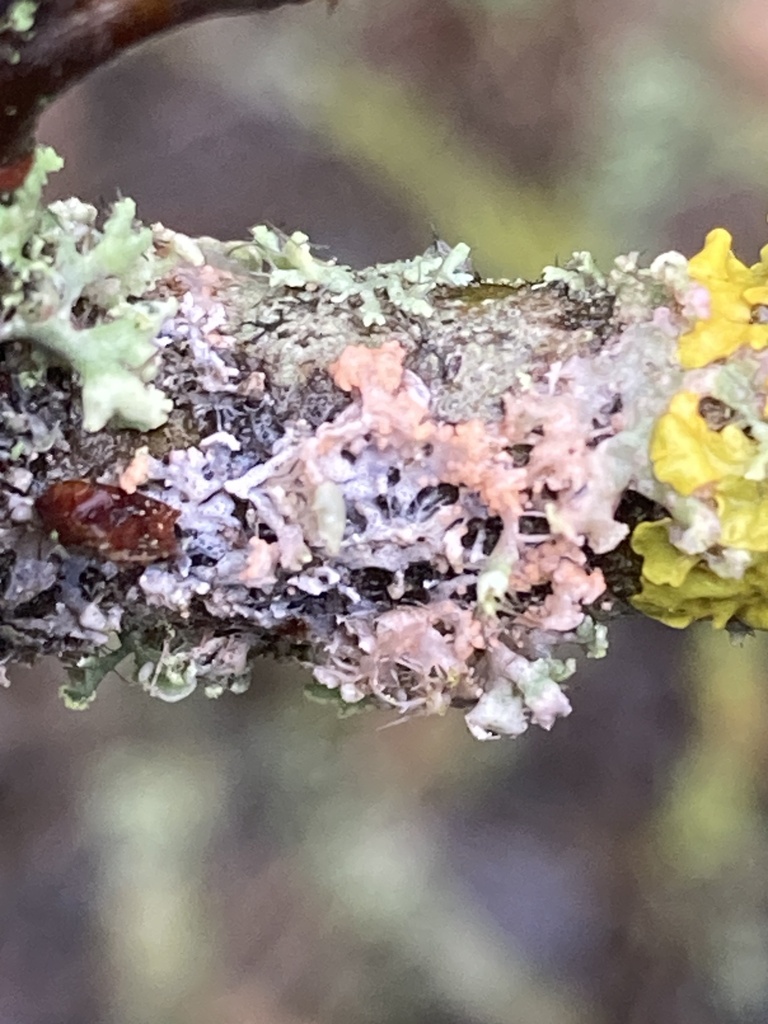 Erythricium aurantiacum · February 2026 · photo: © wildhamandpetersham (iNaturalist, cc-by)