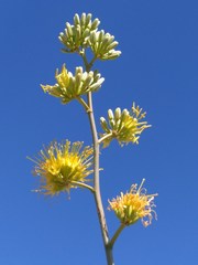 Agave sobria