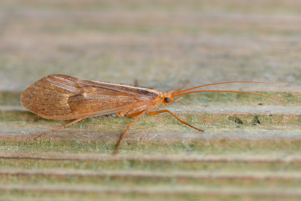 Stenophylax sequax