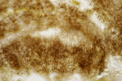 Pseudombrophila hepatica