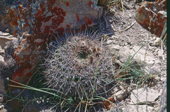 Echinopsis mamillosa