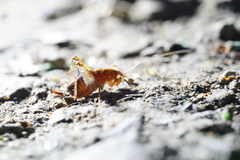 Pristoceuthophilus pacificus