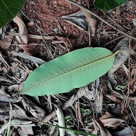 Mabea fistulifera