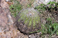 Echinopsis mamillosa