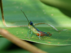 Pseudanniceris nigrinervis image
