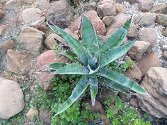 Agave sobria
