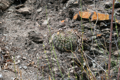Echinopsis mamillosa