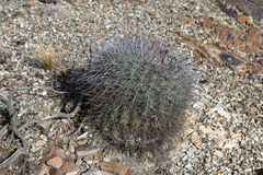 Echinopsis mamillosa