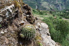 Echinopsis mamillosa