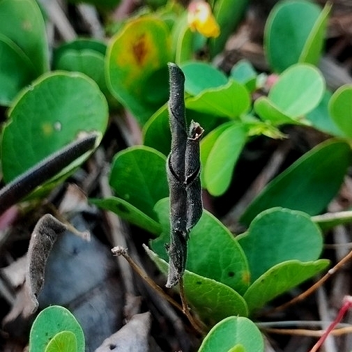 Chamaecrista rotundifolia