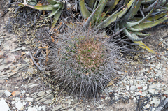 Echinopsis mamillosa