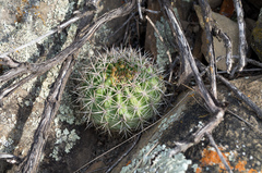 Echinopsis mamillosa