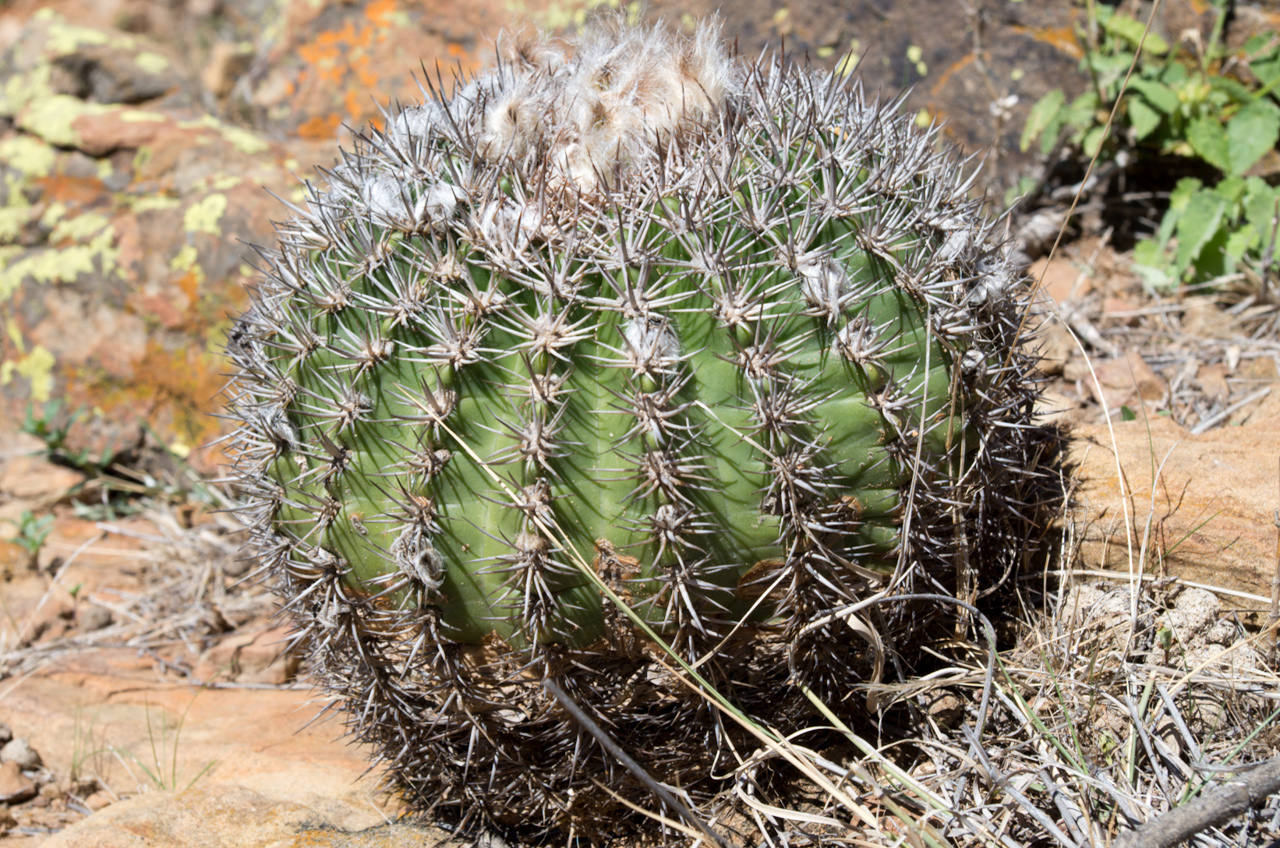 Echinopsis mamillosa
