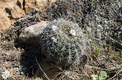 Echinopsis mamillosa