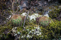 Echinopsis mamillosa