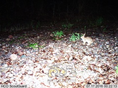Sylvilagus cunicularius insolitus