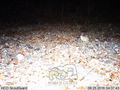 Sylvilagus cunicularius insolitus