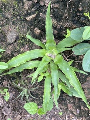 Fosterella penduliflora, photograph (c) Rosario Douglas, some rights reserved (CC BY)