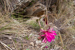 Echinopsis mamillosa