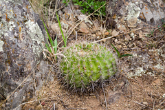Echinopsis mamillosa