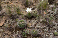 Echinopsis mamillosa