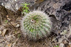 Echinopsis mamillosa