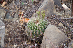 Echinopsis mamillosa
