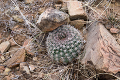 Echinopsis mamillosa