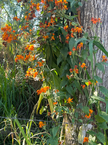 Mexican flame vine (Pseudogynoxys chenopodioides)