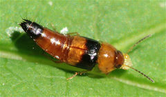 Tachyporus obtusus