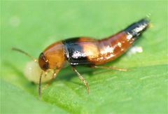 Tachyporus obtusus