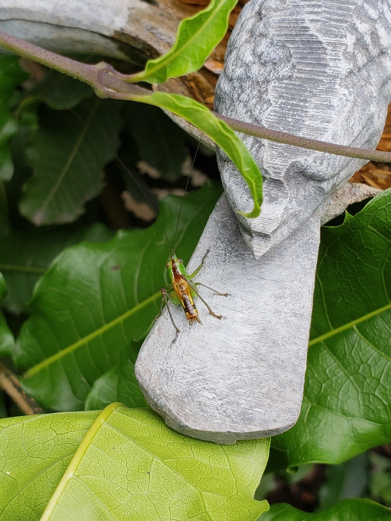 Conocephalus borellii