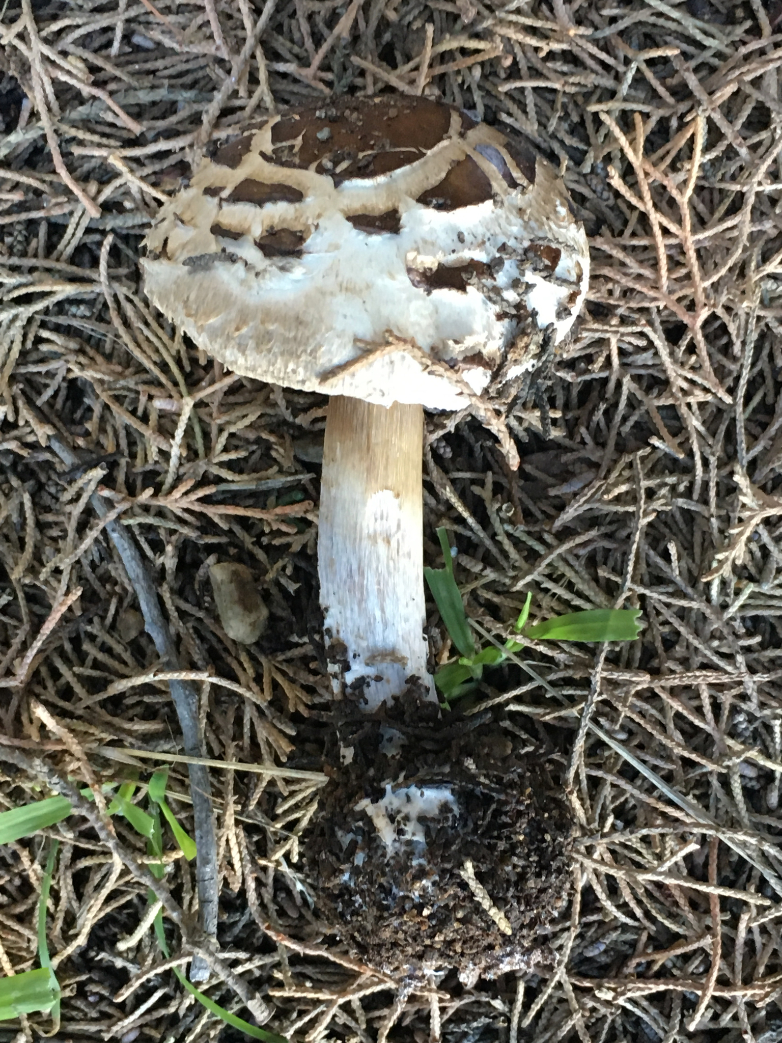 Chlorophyllum brunneum image